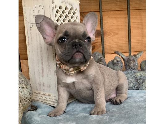 PoulaTo: French bulldog